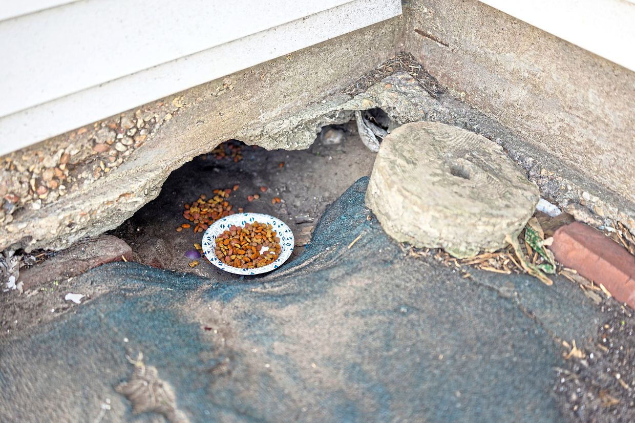 Rescuers leaving dog food for two puppies living under the house in New Orleans where their mother once lived with an immigrant family. — Kathleen Flynn/The New York Times