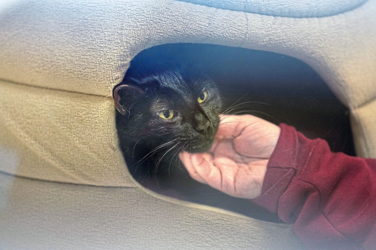 Pantera, a velvety black cat, at Animal Rescue New Orleans. Her owner surrendered her to the group because he expected to be deported. — Kathleen Flynn/The New York Times