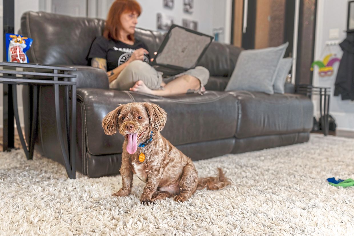 Heinz, who was found in an area where immigration raids took place, found a new home after efforts by New Orleans’ Rolling River Rescue. — Kathleen Flynn/The New York Times