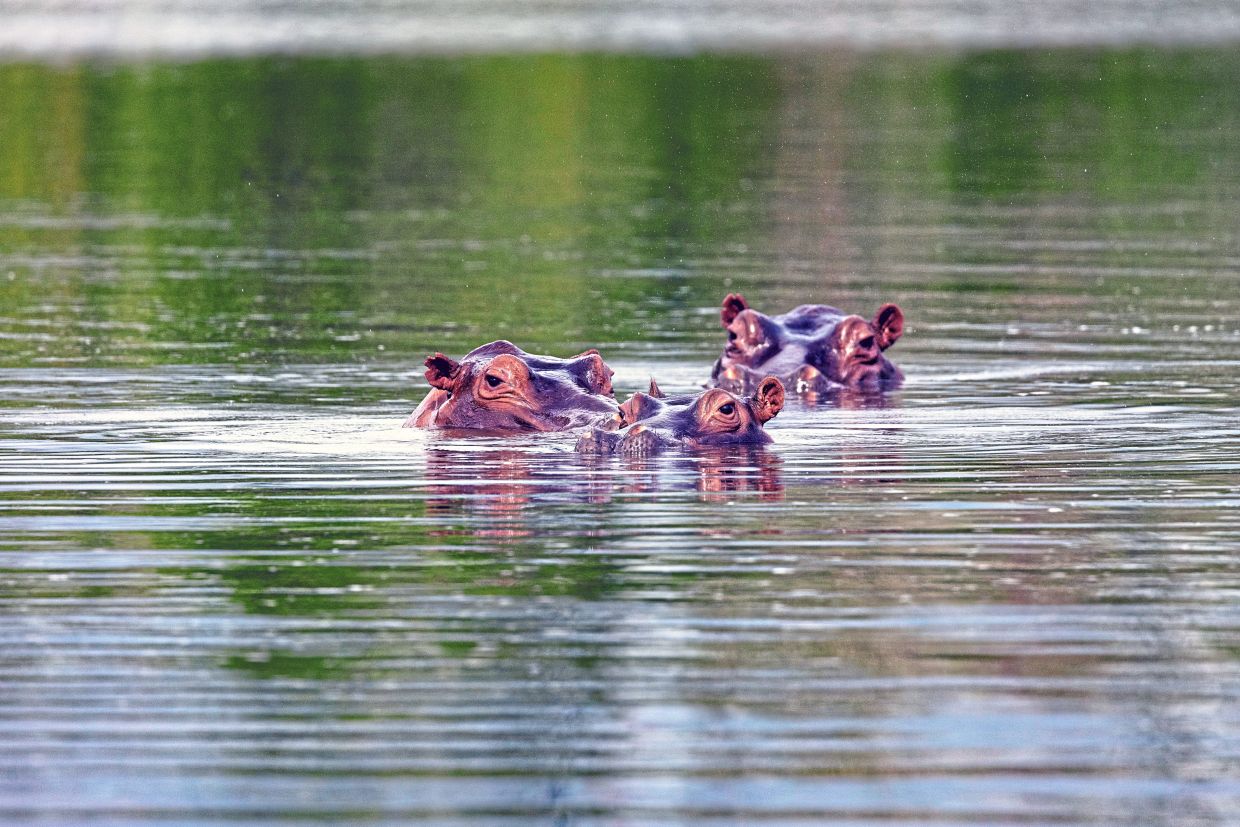 Free-roaming hippopotamuses in a lake in Doradal, Colombia. The country plans to cull a population of wild hippos, the offspring of the drug lord Pablo Escobar’s pets, dividing a town where the semiaquatic mammals are the main draw. — Esteban Vanegas/The New York Times