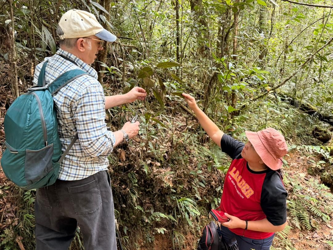 The discovery by researchers from UMS led to the classification of this unidentified plant, which had remained in a herbarium collection for 12 years, as Ardisia condensiflora.