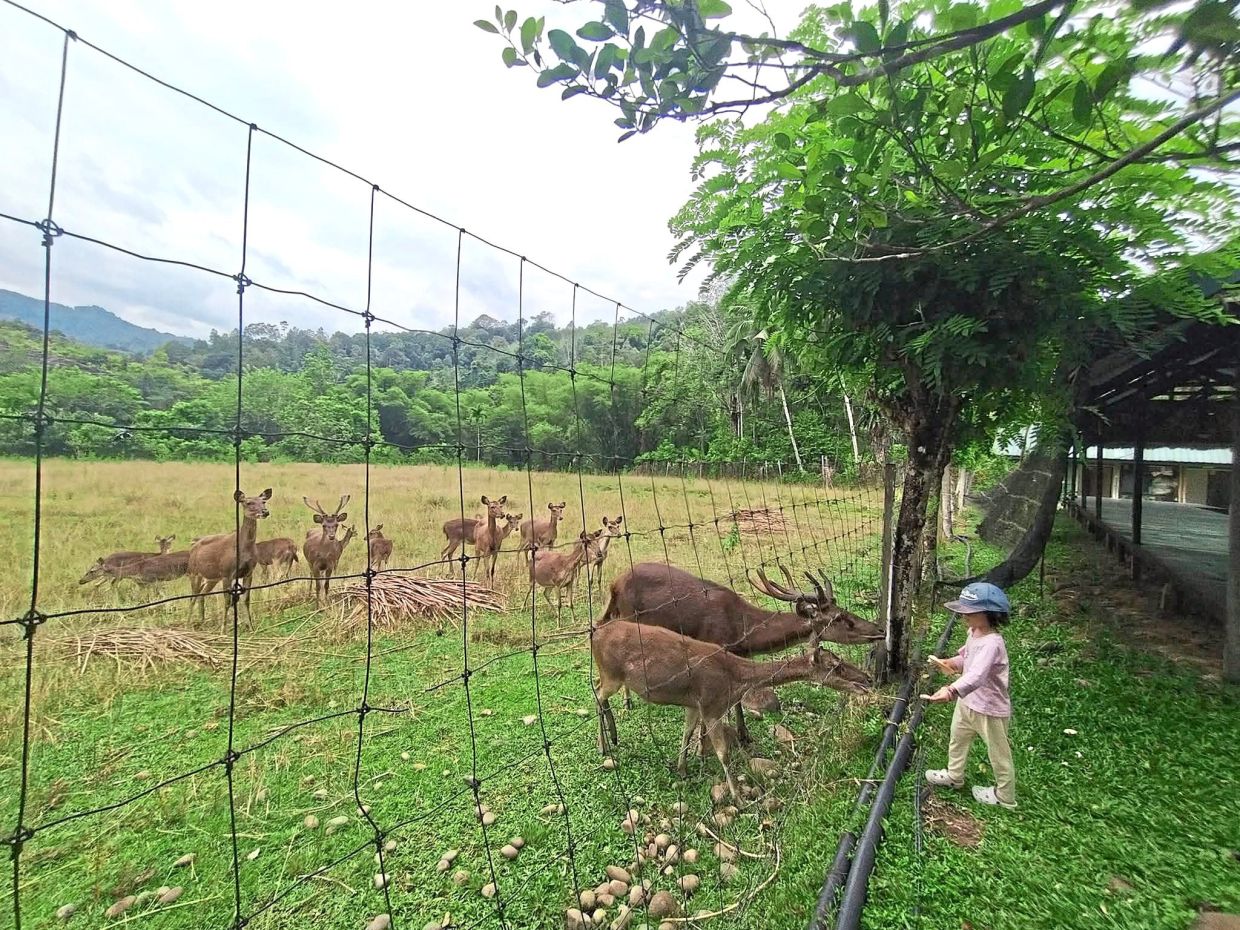 A young visitor feeding the deer at Mondikot Deer Camp. — Mondikot Deer Camp