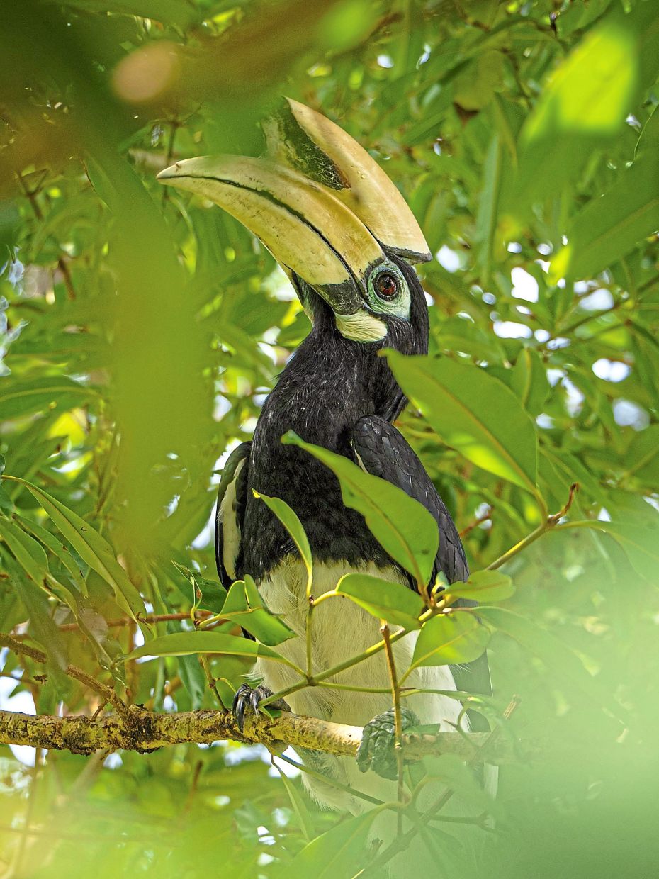 Oriental pied hornbill is one of the birds that can be found in Betong. — Pexels