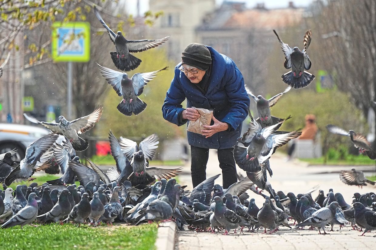 An elderly woman feeding pigeons in St Petersburg, Russia. New research shows that pigeons were domesticated 3,500 years ago. — AP