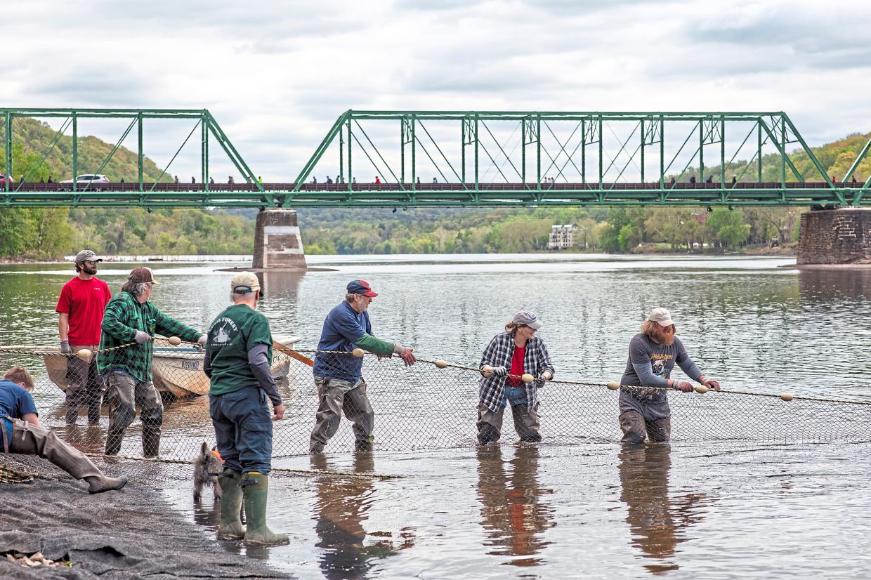 Shad fishermen use seines, the nets used by 18th-century fishermen, at the recent ShadFest.