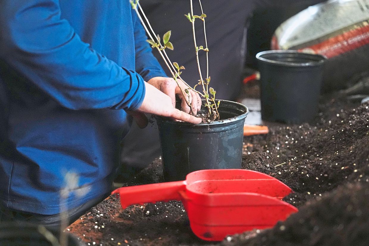 Verstandig repots a native tree seedling.