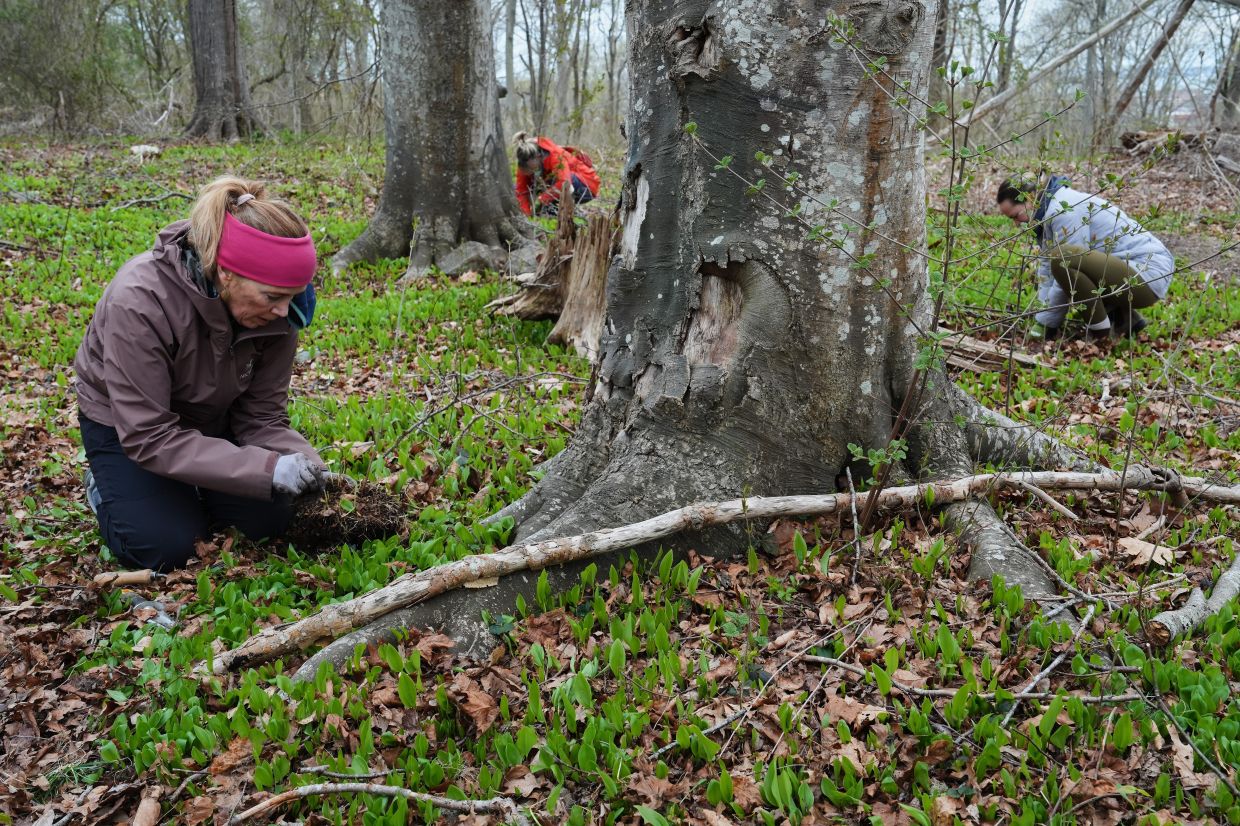 Volunteers dig up native tree seedlings as part of a collection effort.