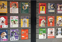 Puppy Pawlitics: Dog class elections gain traction at South Korea’s pet kindergartens
