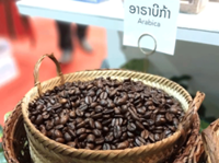 Laos transitions from backpackers haven to global coffee producer