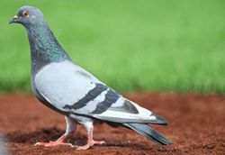 Pigeons and humans have been together for 3,500 years