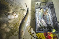 Shad, a forgotten fish that is also an American hero