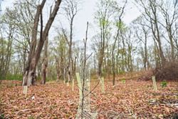 Trees are magic: Volunteers work to expand their healthy reach in this US town