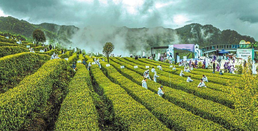 A remote tea-growing county in south-west China is gaining attention for its high-altitude plantations and growing economic impact.