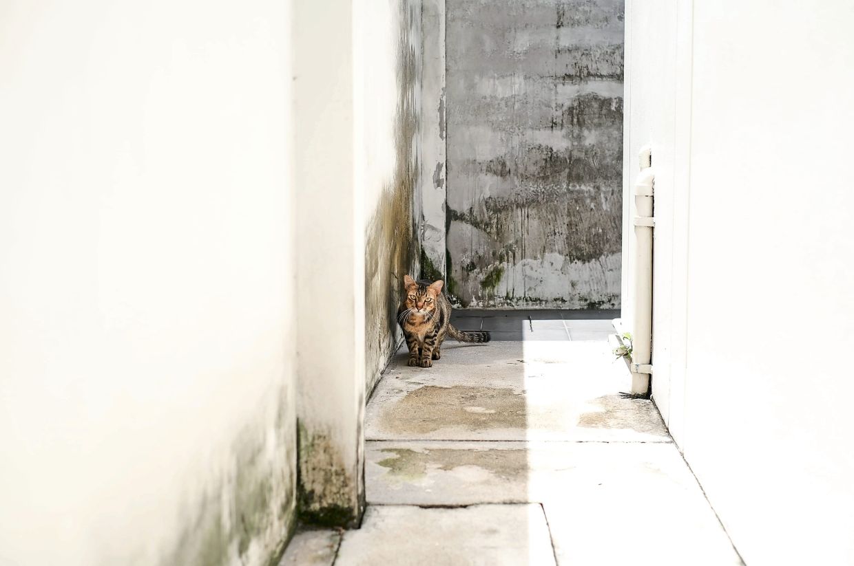 Mould remains a persistent issue in Malaysia’s humid climate, often signalling deeper problems beyond surface-level cleanliness.
