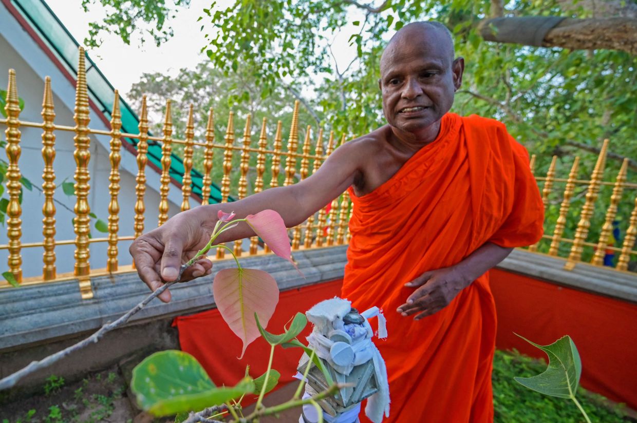 In a rare disciplinary move, 71-year-old Pallegama Hemarathana was stripped of his responsibilities as the chief custodian of a highly venerated ficus grown from a sapling of a tree believed to have sheltered the Buddha.