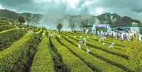 Mountains teeming with tea