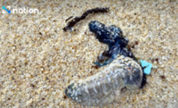 Tourists in Phuket warned of jellyfish-like Portuguese man o’ war on beaches