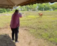 Cops seize shotgun used by Perlis MB to shoot runaway cow