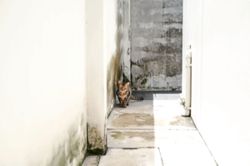 Why some homes rot faster