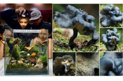 Rare indigo-blue mushroom discovered in Kinabalu Park