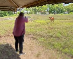 Cops seize shotgun used by Perlis MB to shoot runaway cow