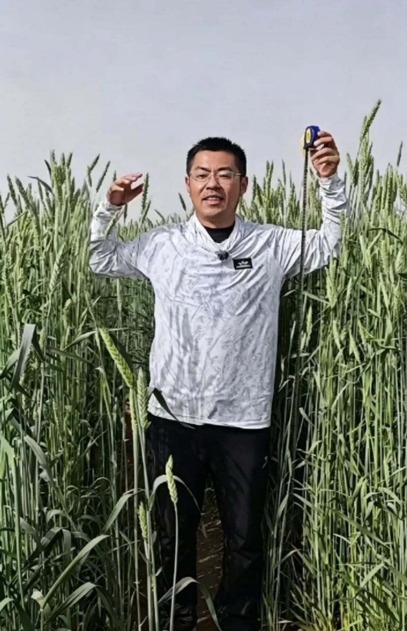 The hybrids, known as triticale, can adapt more easily than wheat to challenging conditions and, in addition to providing food for humans, their stalks and leaves can be used for animal feed.