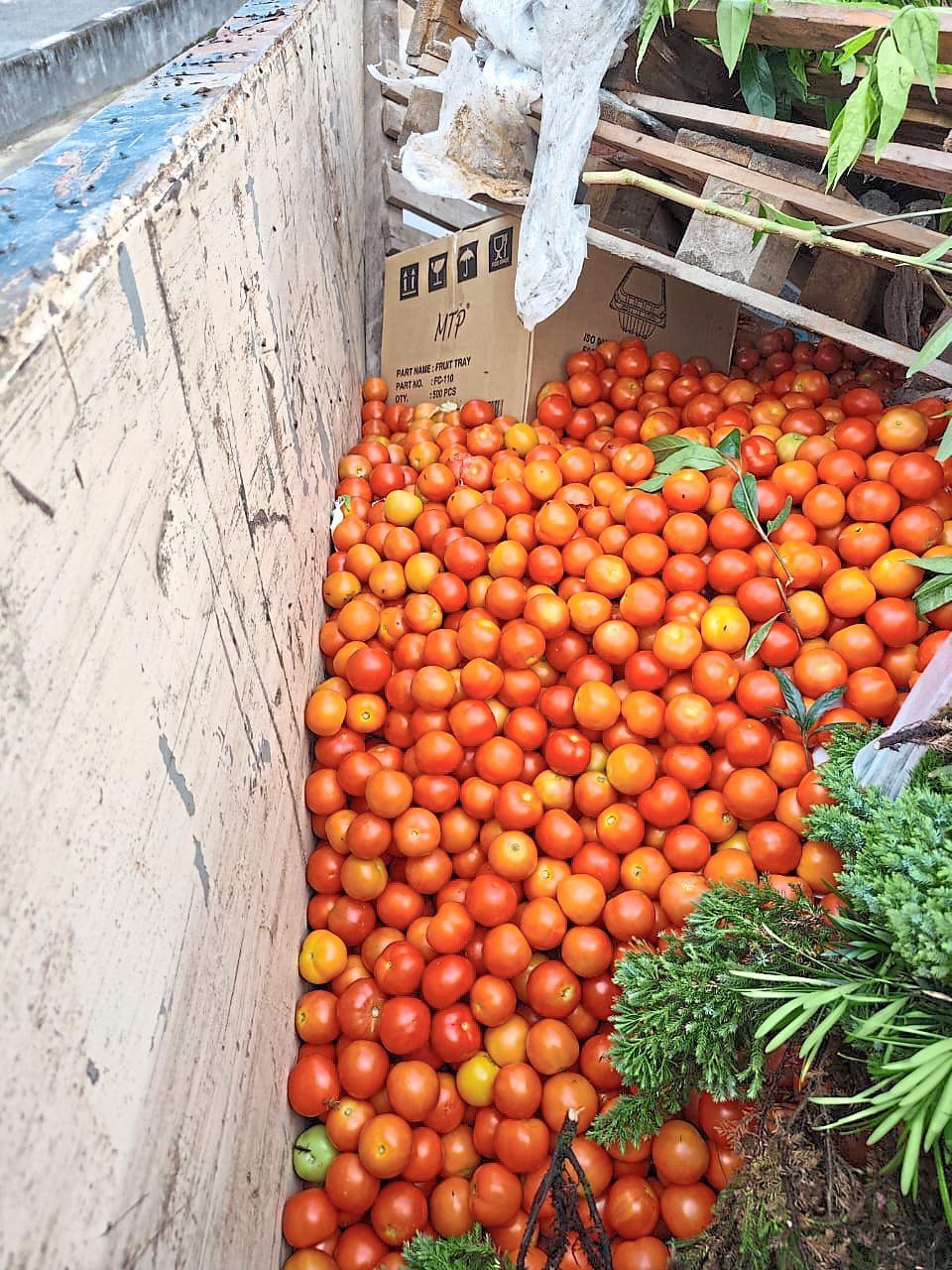 The Middle East conflict has disrupted global shipping routes, preventing tomatoes from being exported to high-demand Middle Eastern countries, resulting in falling prices, oversupply and disposal of crops. — Photo provided by Cameron Highlands farmers