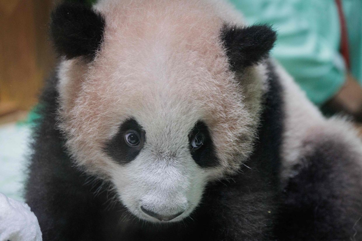 Taman Safari Indonesia has unveiled Rio, the country’s first giant panda cub, following months of health and behavioural assessments.