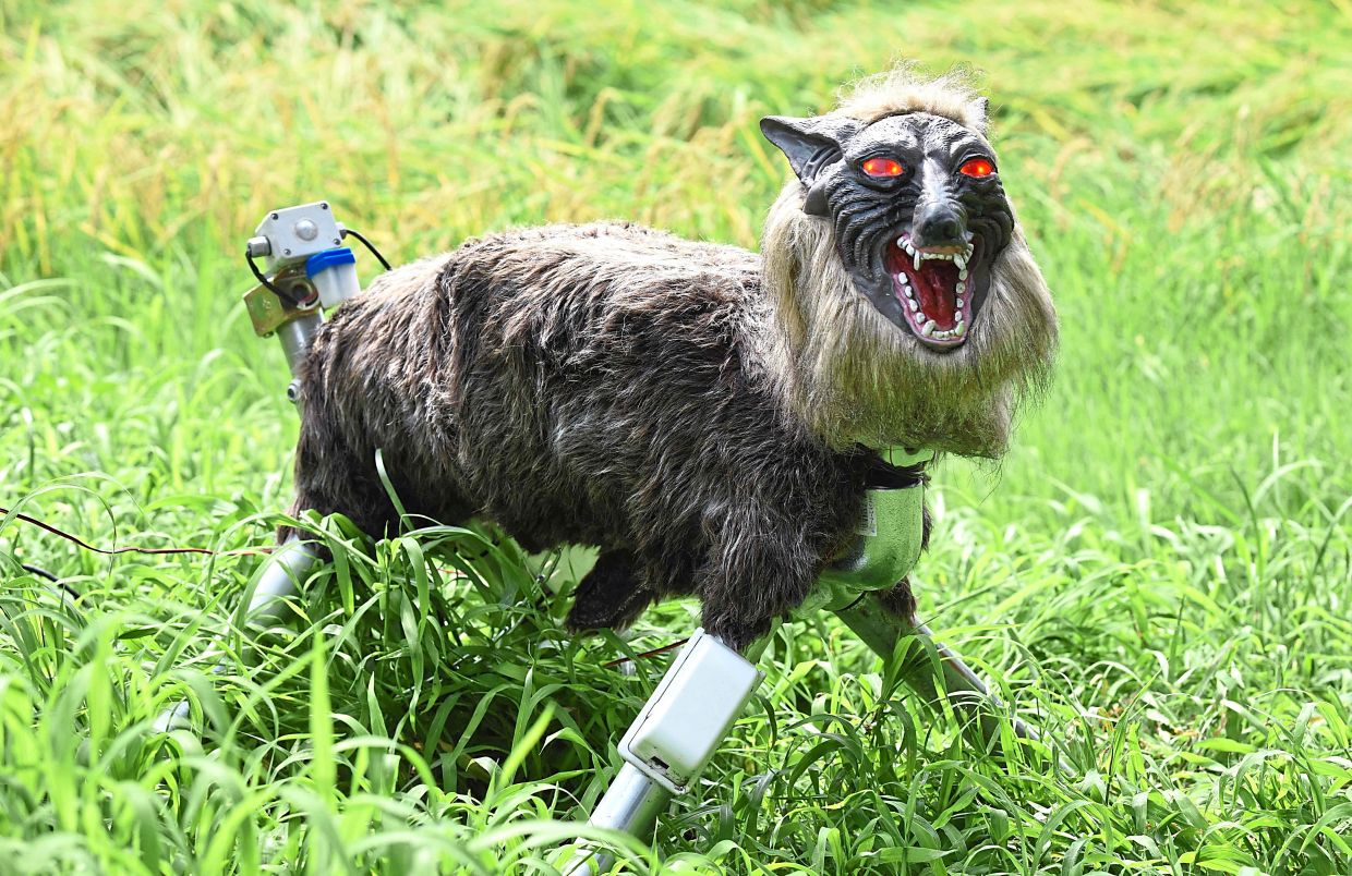 Customers including farmers and golf course operators are turning to the wolf robots with flashing red LED eyes to ward off wild animals, particularly bears. — AFP