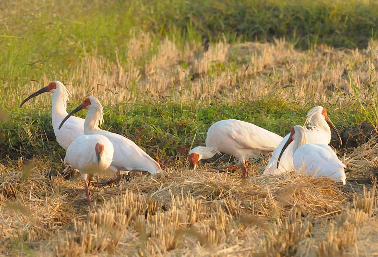 Japan's native ibises went extinct in 2003 but breeding efforts using birds donated by China have helped the reintroduction of the species into the wild.