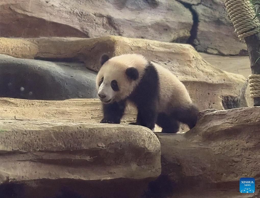 Born on Nov. 27, 2025, weighing just 200 grams, Rio has developed into a healthy 11 kg male at 184 days old.