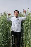 China is growing giant wheat-rye hybrids in its western deserts. Here’s why