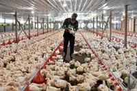How far can self-sufficiency in livestock farming help?