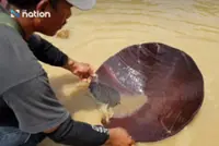 Survivors ate wooden gold pans to stay alive