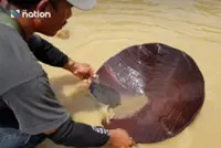 Laos cave survivors ate wooden gold-panning trays to stay alive