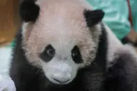 Indonesia-born giant panda cub makes public debut