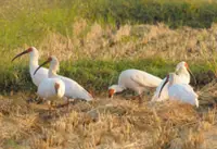 A national treasure - Japan's main island gets its first crested ibises in the wild, first time in 56 years