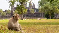 'Keep them safe, they are part of us too': Residents urged to protect wildlife in Cambodia's famed Angkor park