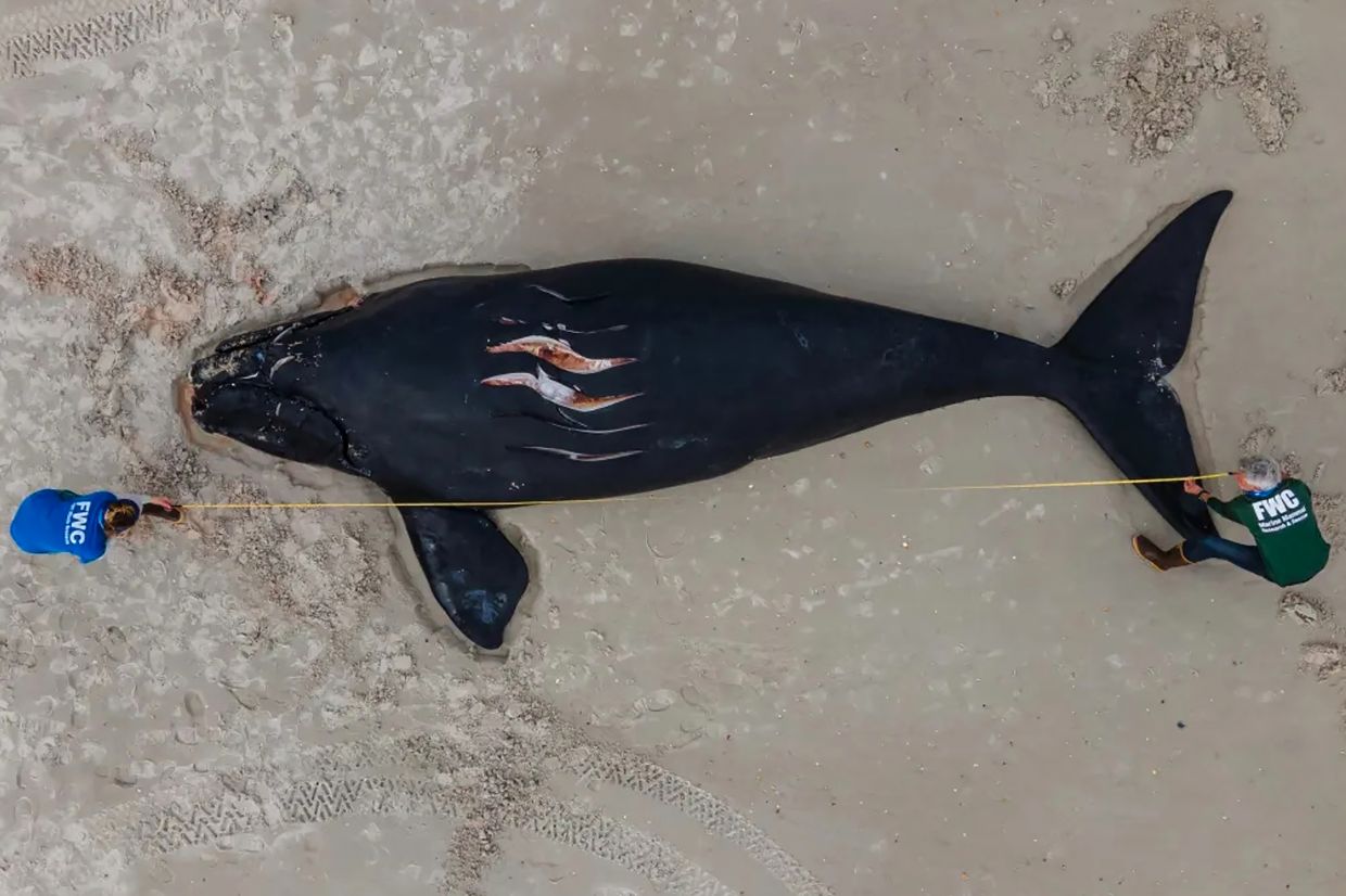 A photo provided by the Florida Fish and Wildlife Commission shows a North Atlantic right whale calf that died after being hit by a vessel off the coast of Florida in February 2021. — TUCKER JOENZ/Florida FWC, taken under NOAA permit 18786 via The New York Times