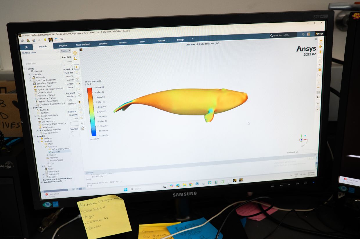 A computer screen shows the contours of static pressure on an illustration of a North Atlantic right whale, at the New Jersey Institute of Technology, in Newark, New Jersey. Innovative systems to keep ships from hitting North Atlantic right whales are coming into use as the Trump administration weighs whether they can replace seasonal speed limits. — Photos: Graham Dickie/The New York Times
