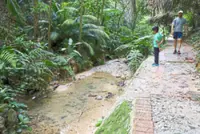 Hikers, locals raise concerns over clogged stream in Bukit Gasing