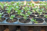 Growing chemicals for our future