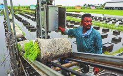 Risks of food, inflation mount for Southeast Asia