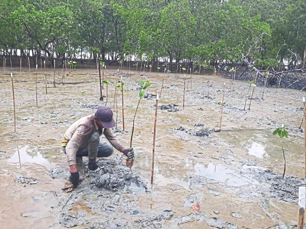 Westports Malaysia’s mangrove replanting project at Hutan Simpan Pulau Klang. — Photos: Handout