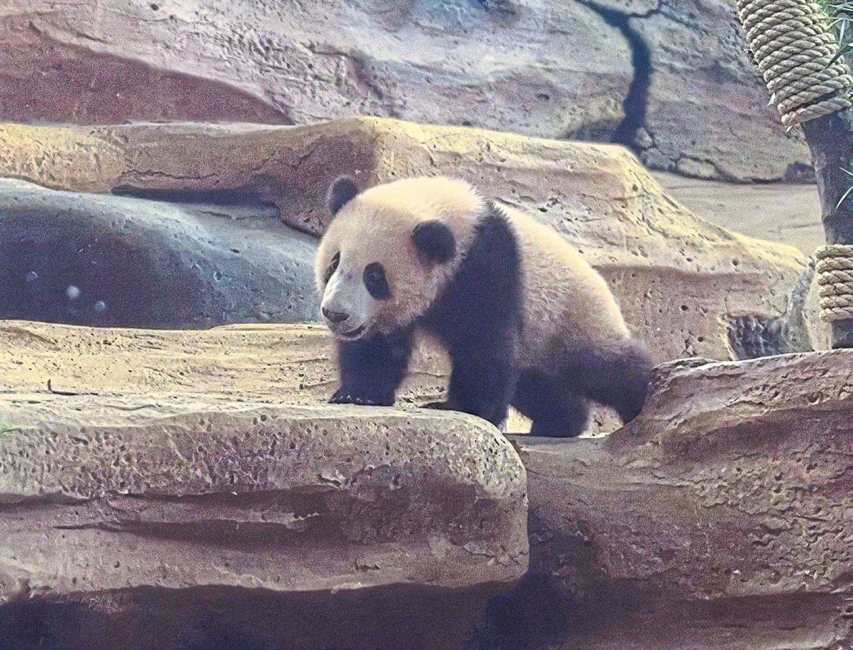 The teams confirmed that the 11kg panda has reached all necessary physical and behavioral milestones.