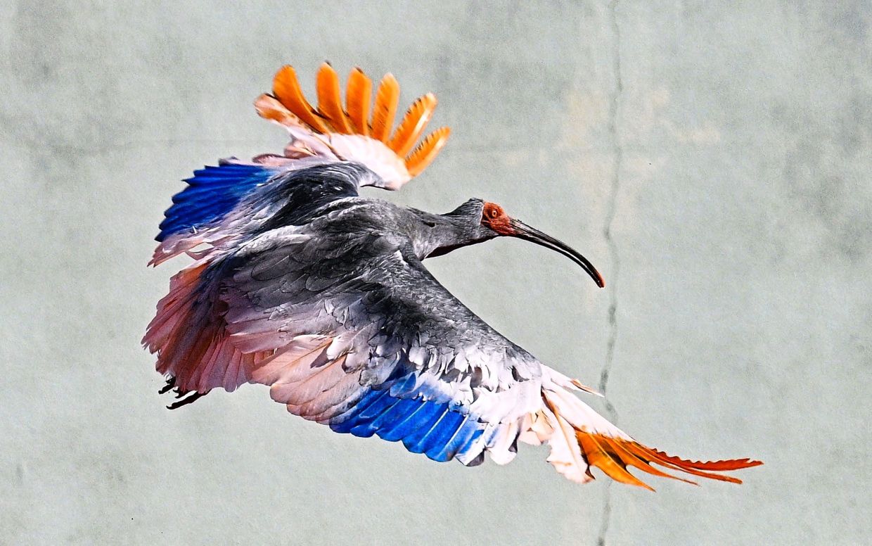 The endangered birds took off from each of their wooden cages at a ceremony on Sunday in Hakui city in the Noto region.