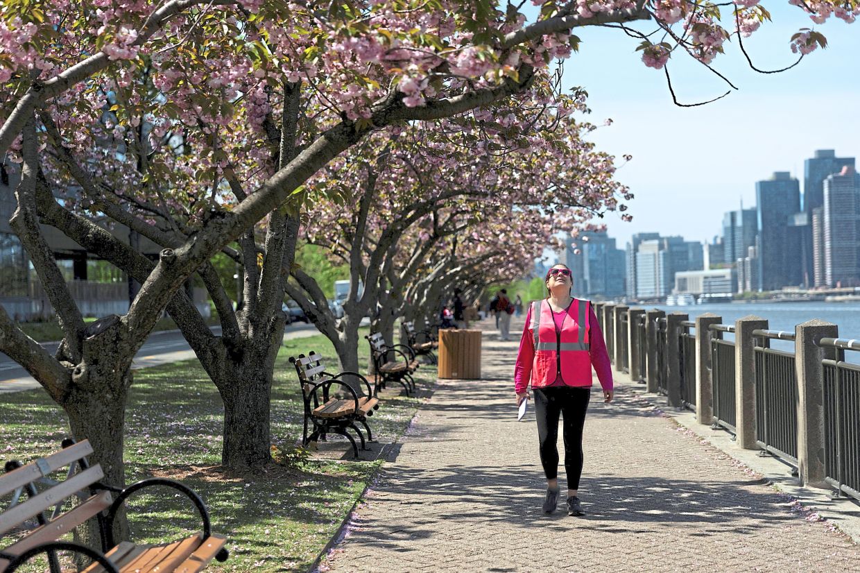 Nicole Abrams-Copquin hands out flyers urging passersby not to disrupt cherry blossoms on Roosevelt Island in New York. — Reuters