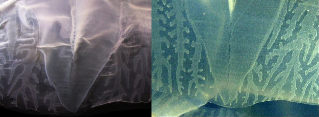 A close-up of the perradial lappets (the large central shape in each image) of Chironex blakangmati (left) and juvenile Chironex yamaguchii (right). - Photos: IFFAH IESA, CHERYL LEWIS AMES