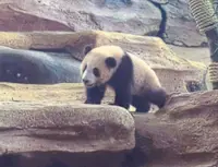 Local-born giant panda cub makes public debut