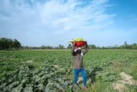 Global food prices are at their highest level in more than three years